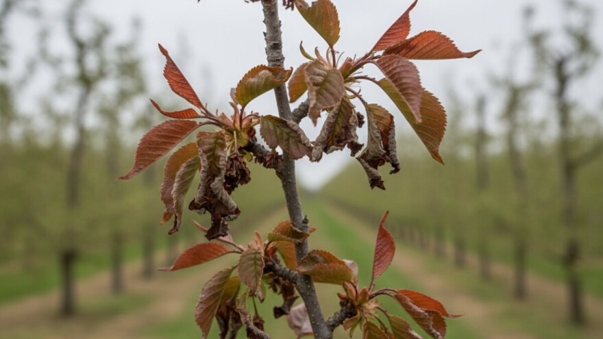 Bolesti koštičavih voćaka