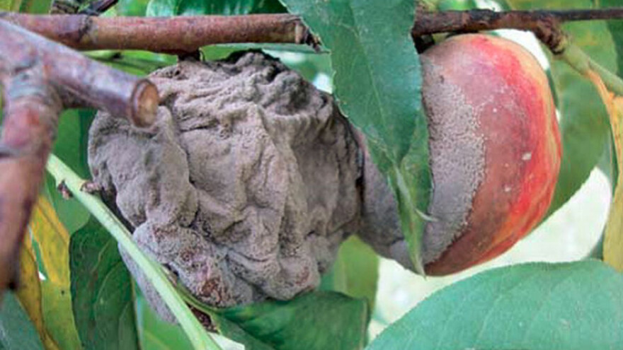 Borba s monilijom nije laka, zaštitite svoje voćke