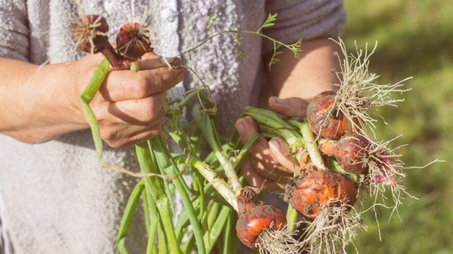 Eko rješenja za nametnike na lisnatom povrću