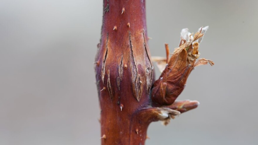 Kako spriječiti sušenje stabljike maline