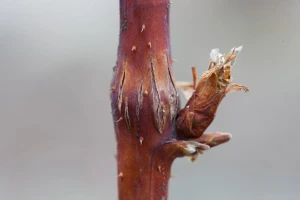 Kako sprečiti sušenje stabljike maline