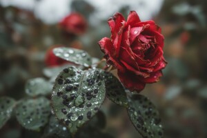 Bolesti napadaju i ruže