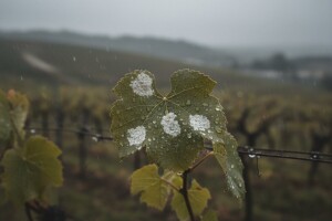 Bolesti prijete voćnjacima i vinogradima
