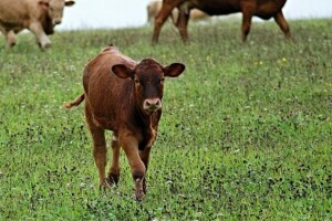O bolestima probavnog sustava prasadi i teladi