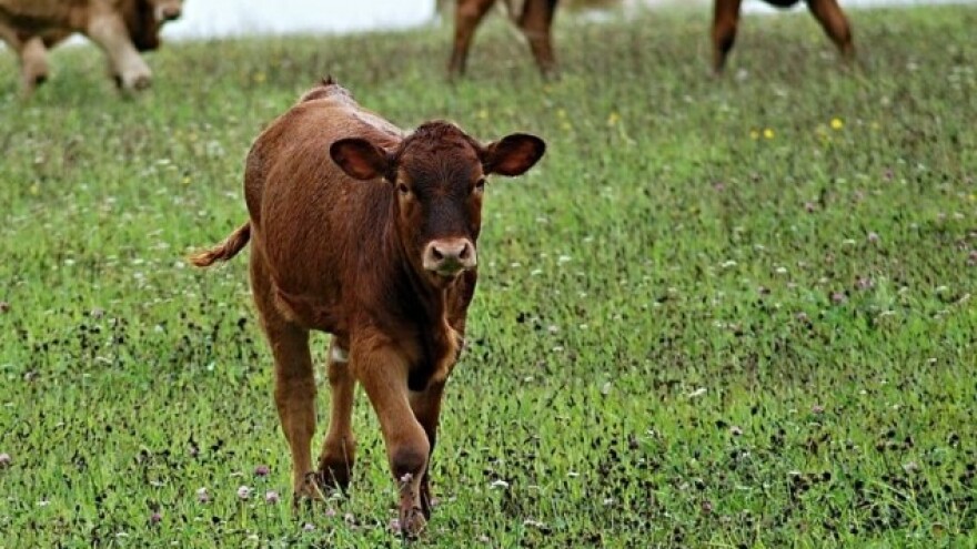 O bolestima probavnog sustava prasadi i teladi