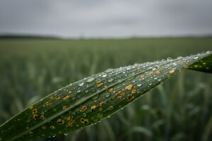 Bolesti pšenice i ječma