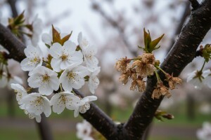 Bolesti sušenja cvjetova i grančica na voćkama