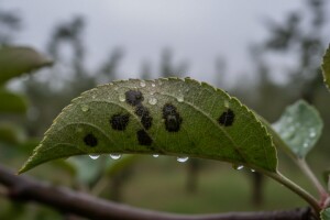 Bolesti u nasadima jabuka!