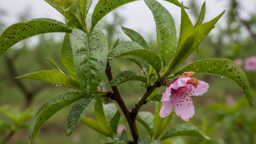 Bolesti u nasadima koštičavog voća