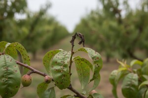 Bolesti u nasadima koštičavog voća