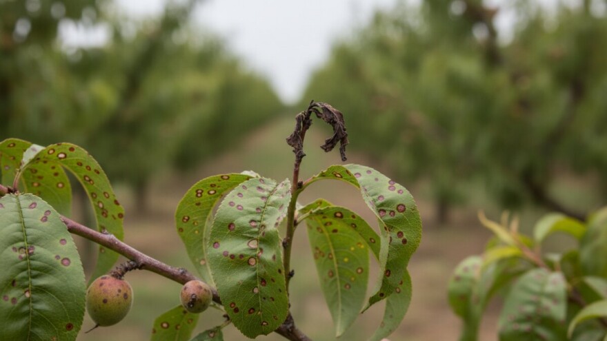 Bolesti u nasadima koštičavog voća