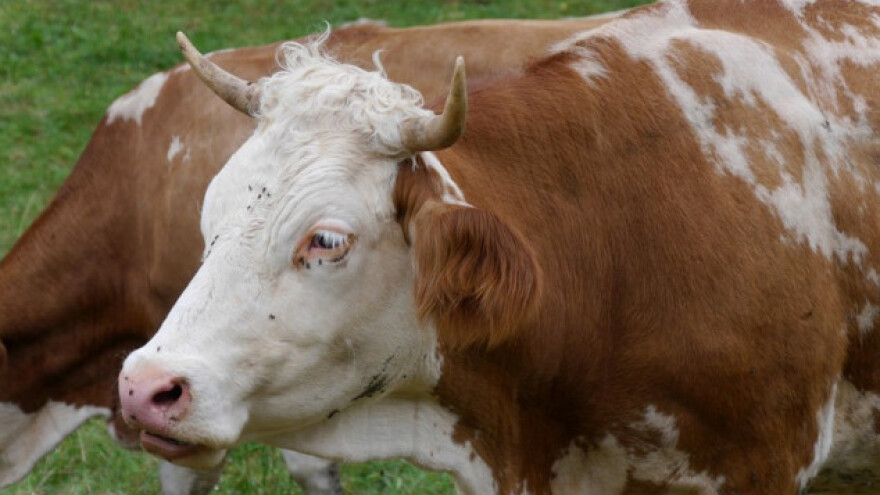 Cijepljenje nas je zaštitilo od velikog gubitka!