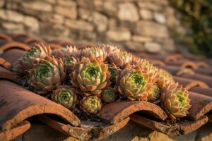 Bolje čuvarkuća na kući nego dva psa pred njom