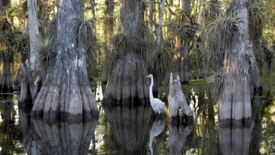 Božica Bonbibi održava ravnotežu šume i ljudi