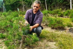 Bon znači posuda, sai drvo, a kako uspešno gajiti bonsai?