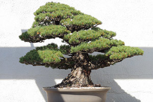 Bjelograb nova biljna vrsta u bonsai svijetu