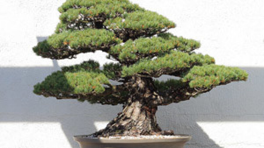 Bjelograb nova biljna vrsta u bonsai svijetu