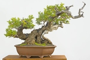 Uzgoj bonsai tršlje
