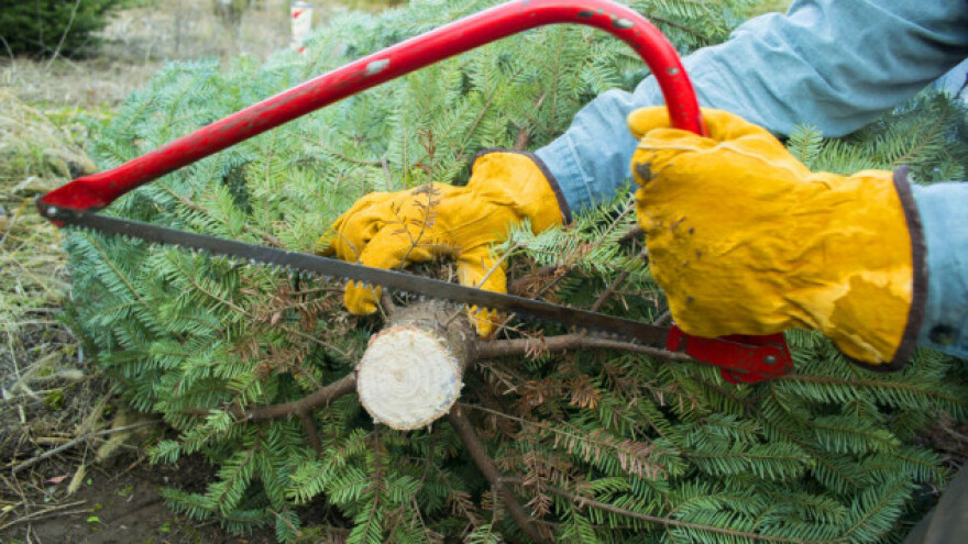 Kako kompostirati ili reciklirati jelku?