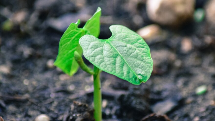 Kako nemetal bor utiče na useve?