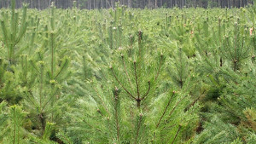 Hrvatske jele na Badnjak će kititi i Danci, Rusi i Britanci