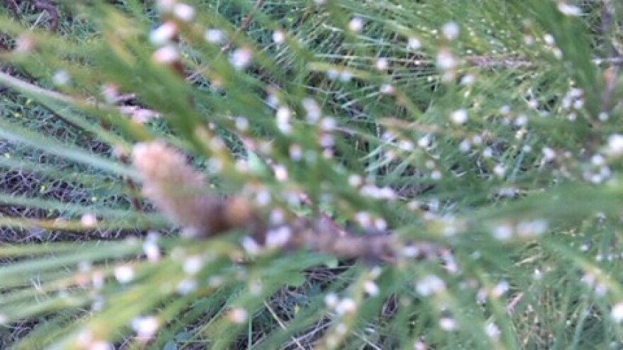 Mjehurasta hrđa borovih iglica