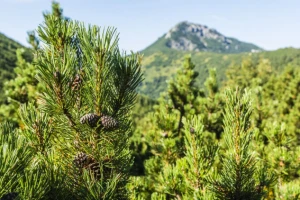 Šumski kralj nebeskih visina