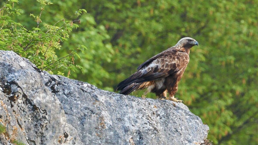 Nada za spas orlova krstaša ipak postoji