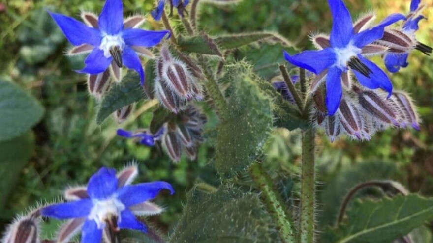 Borač podstiče srčanost, jača nerve, čuva paradajz i jagode od štetočina i odličan je u jelima