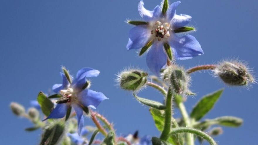 Borač - zaštitnik jagoda i ljudskog zdravlja