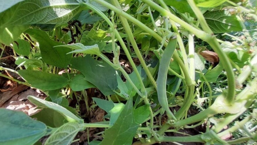 Boranija lista, ali ne cveta i nema roda - šta je razlog?