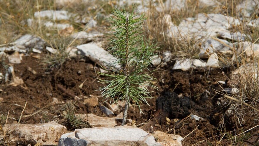Hrvatsko šumarsko društvo: Saditi bilo što i bilo gdje je neodgovorno prema prostoru, ali i biljci