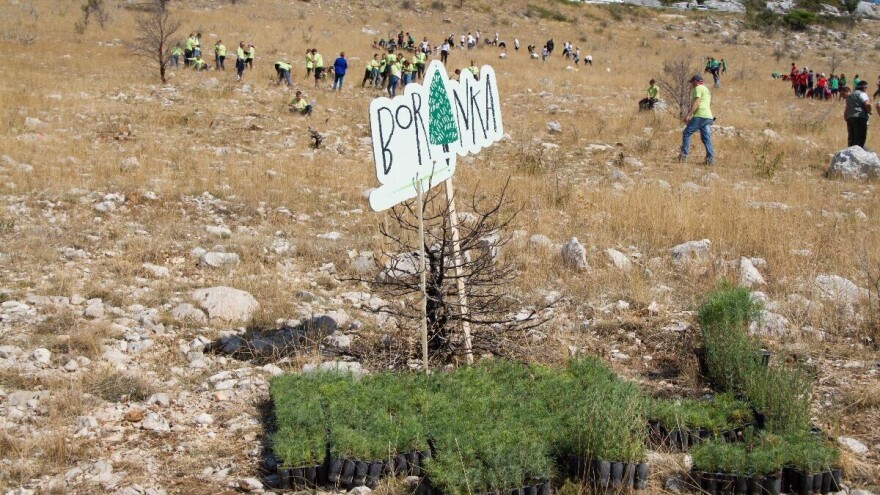 Boranka: Iz crno-bijelog požarišta, rađa se prekrasno šumsko šarenilo
