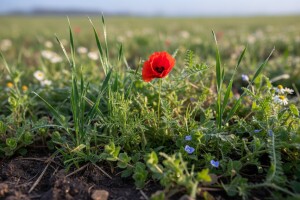 Borba protiv ozimih korova!