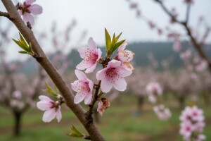 Borba s monilijom nije laka, zaštitite svoje voćke