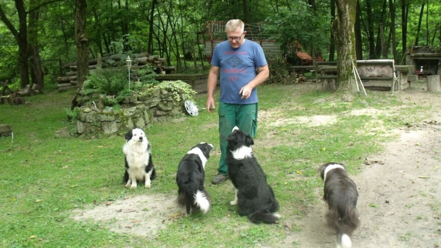 Uz četiri border collia, Željko Kleić je miran - koze su i više nego na sigurnom