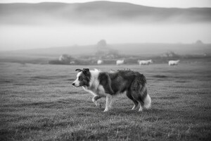 Border koli: Genije u svetu pasa