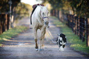 Border collie - genijalac u svijetu pasa