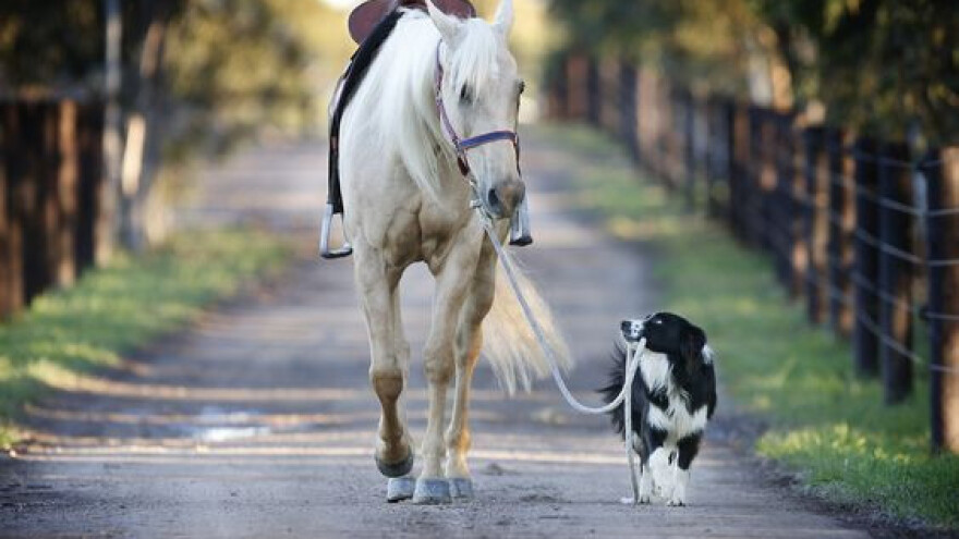 Border collie - genijalac u svijetu pasa