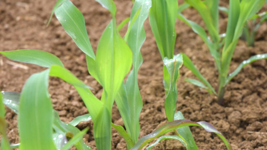 Primena kompleksnih mineralnih đubriva u proleće