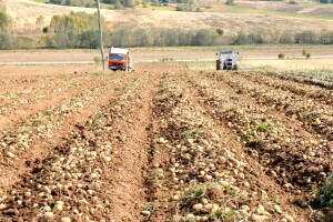 U toku je vađenje boričkog krompira - kvalitet je odličan, ali se povrtari boje niske otkupne cijene