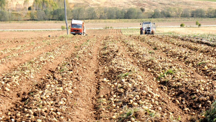 U toku je vađenje boričkog krompira - kvalitet je odličan, ali se povrtari boje niske otkupne cijene
