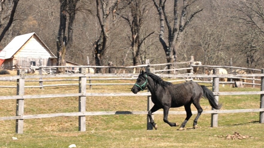 Ergela na Borikama poslije 125 godina više ne postoji