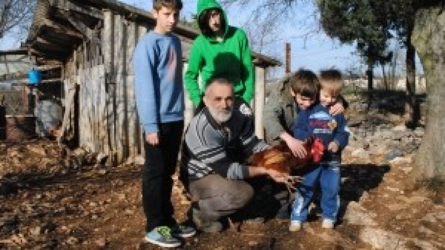 Kokoš hrvatica vraća se na seoska gospodarstva