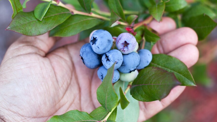 U gajenju borovnica nema prečica - prelomite pametno