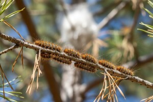 Borov četnjak - gusjenica defolijator borova