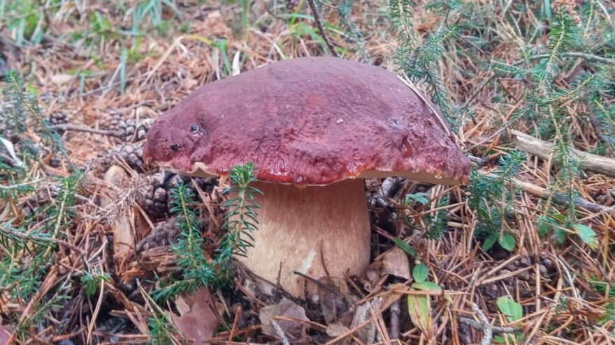 I velik i ukusan borov vrganj priprema se na razne načine