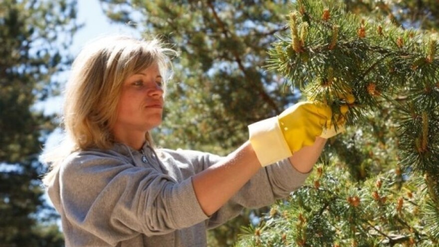 Kako pripremati ljekovite pripravke od bora?
