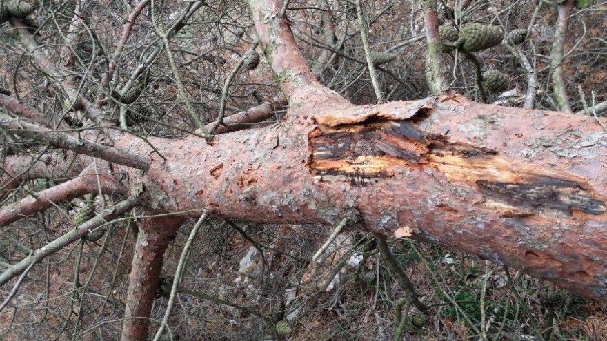 Hoće li Dalmacija ostati bez borova?