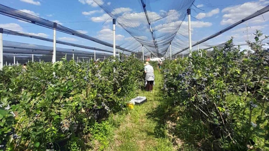 Za berače borovnica ima posla ovog leta, dnevnica i do 100 evra